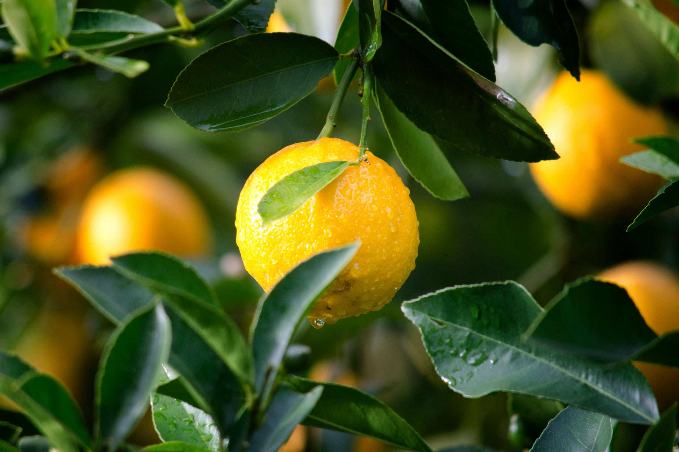 Odyssey Limoni Fresh 100ml