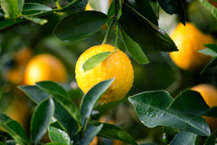 Odyssey Limoni Fresh 100ml